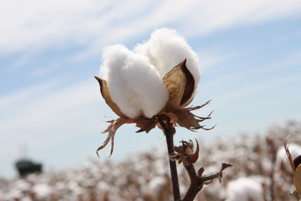 A Brief History of Cotton