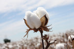 A Brief History of Cotton